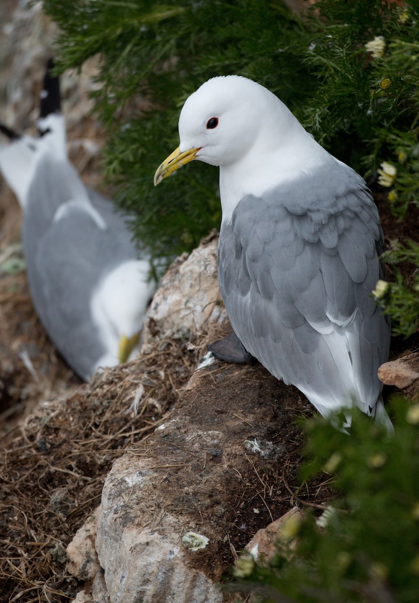 Mouette tridactyle - ML42945071