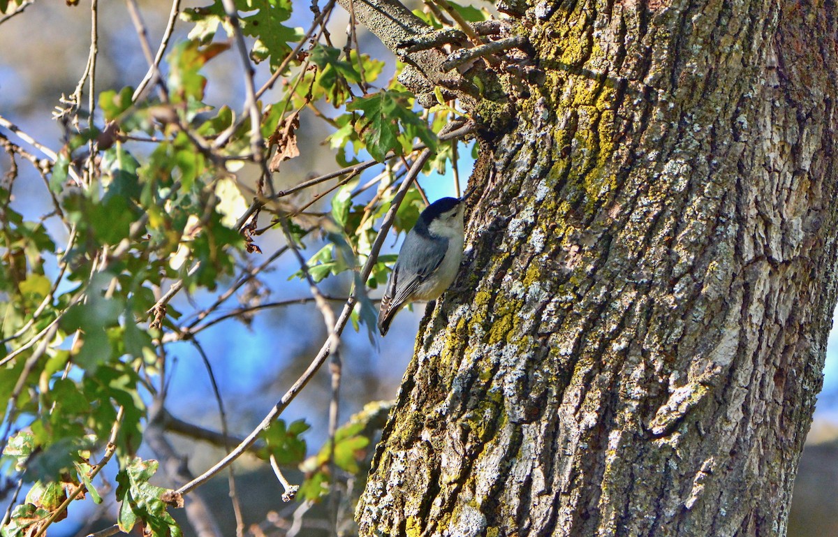 White-breasted Nuthatch - ML42945301