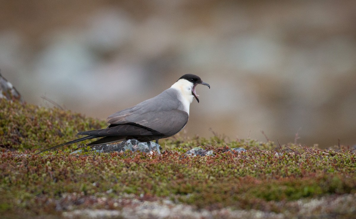 Long-tailed Jaeger - ML42945601