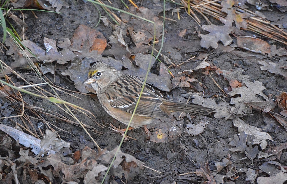 Golden-crowned Sparrow - ML42945821