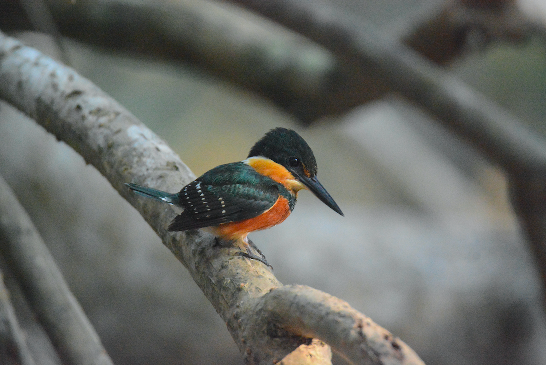 American Pygmy Kingfisher - Will Anderson