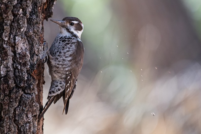 アリゾナアカゲラ Ebird