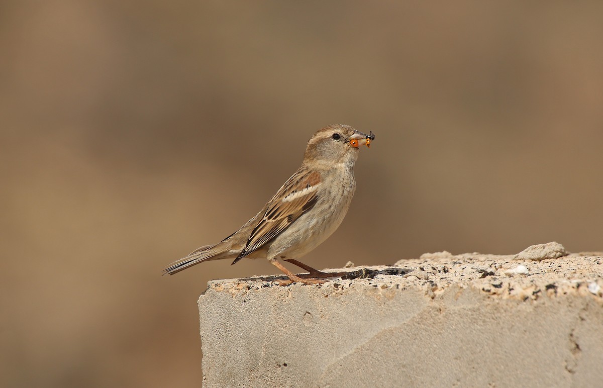 Spanish Sparrow - Paul Chapman