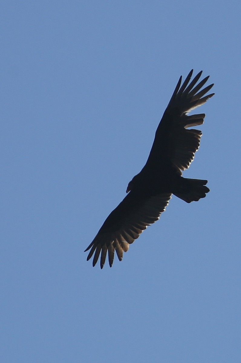 Turkey Vulture (Northern) - ML42947871