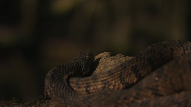 Diamondback Water Snake - ML429489