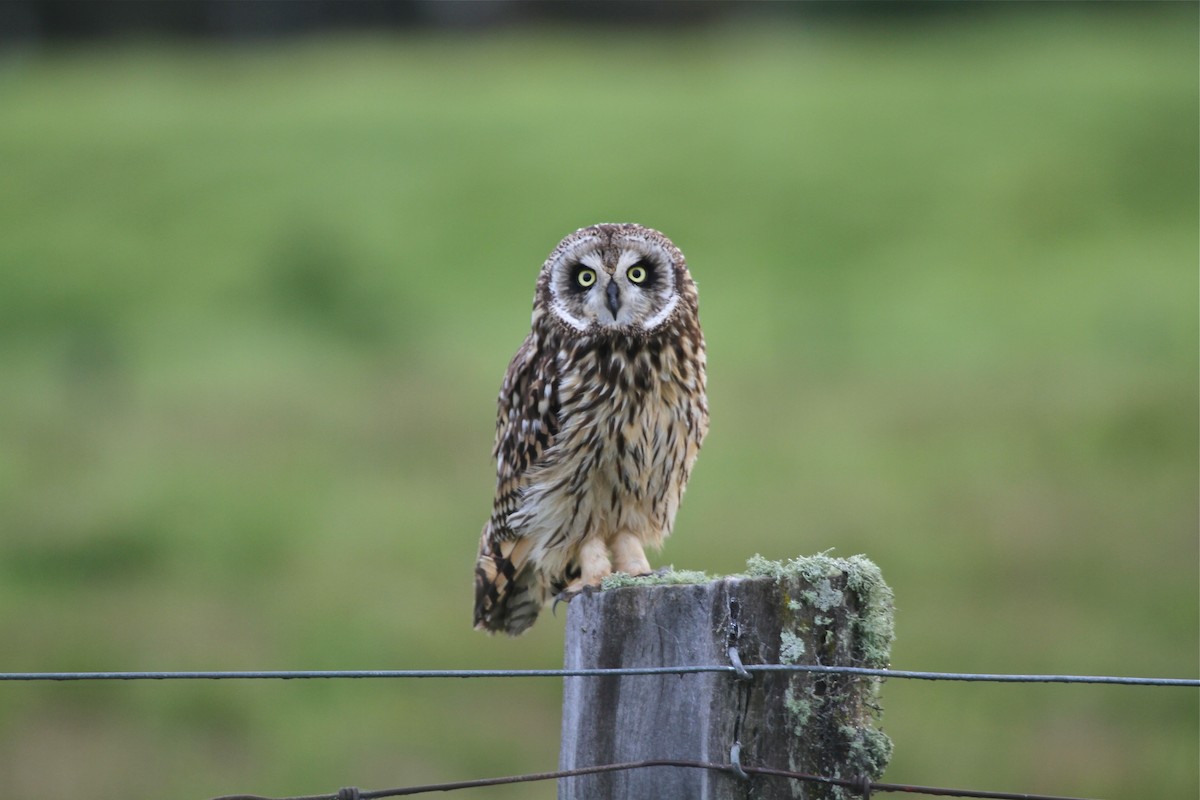Short-eared Owl (Hawaiian) - ML429490841