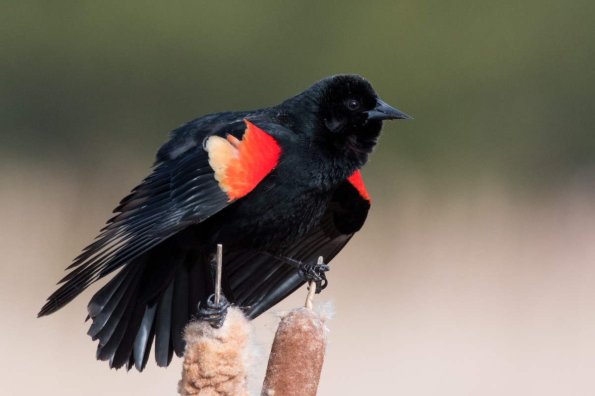 Red-winged Blackbird - Michael Erb