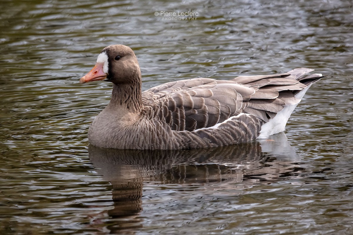 Greater White-fronted Goose - ML429494451