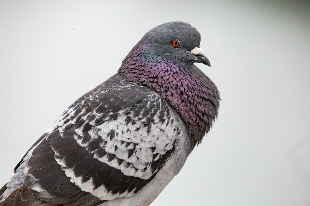 Rock Pigeon (Feral Pigeon) - ML429496341