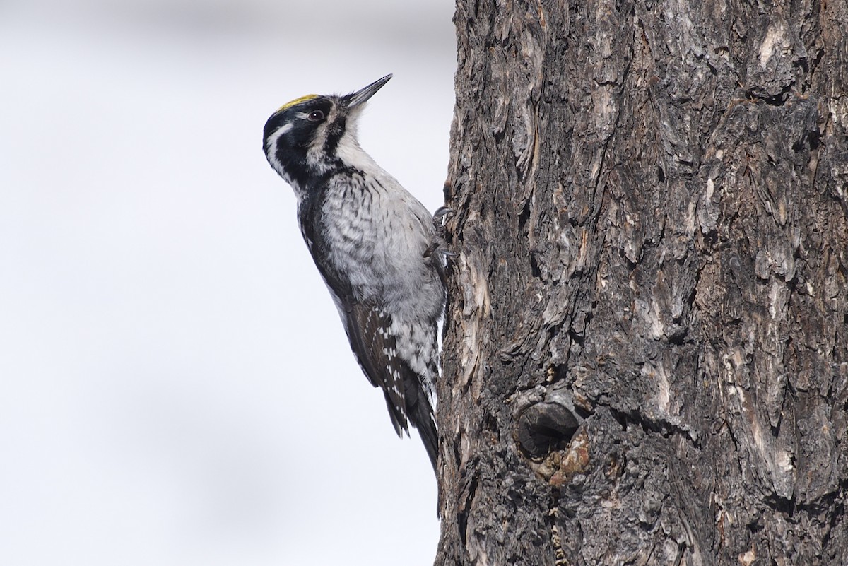 Eurasian Three-toed Woodpecker (Eurasian) - Jugdernamjil Nergui