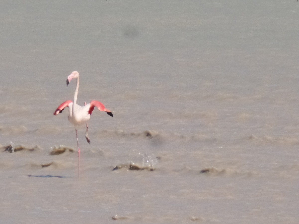 Greater Flamingo - ML429503091