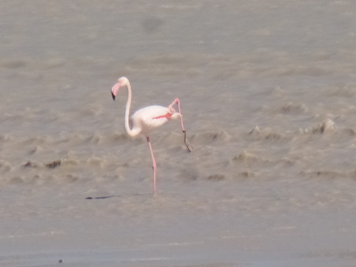 Greater Flamingo - ML429503101