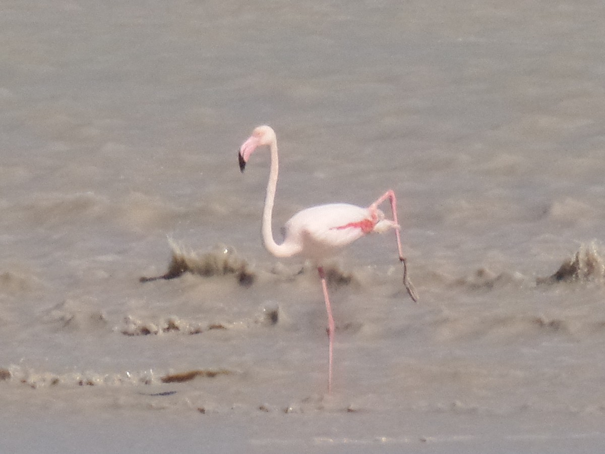 Greater Flamingo - ML429503131