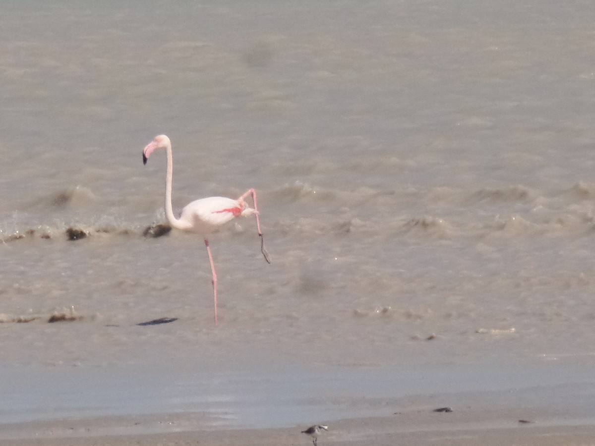 Greater Flamingo - ML429503141