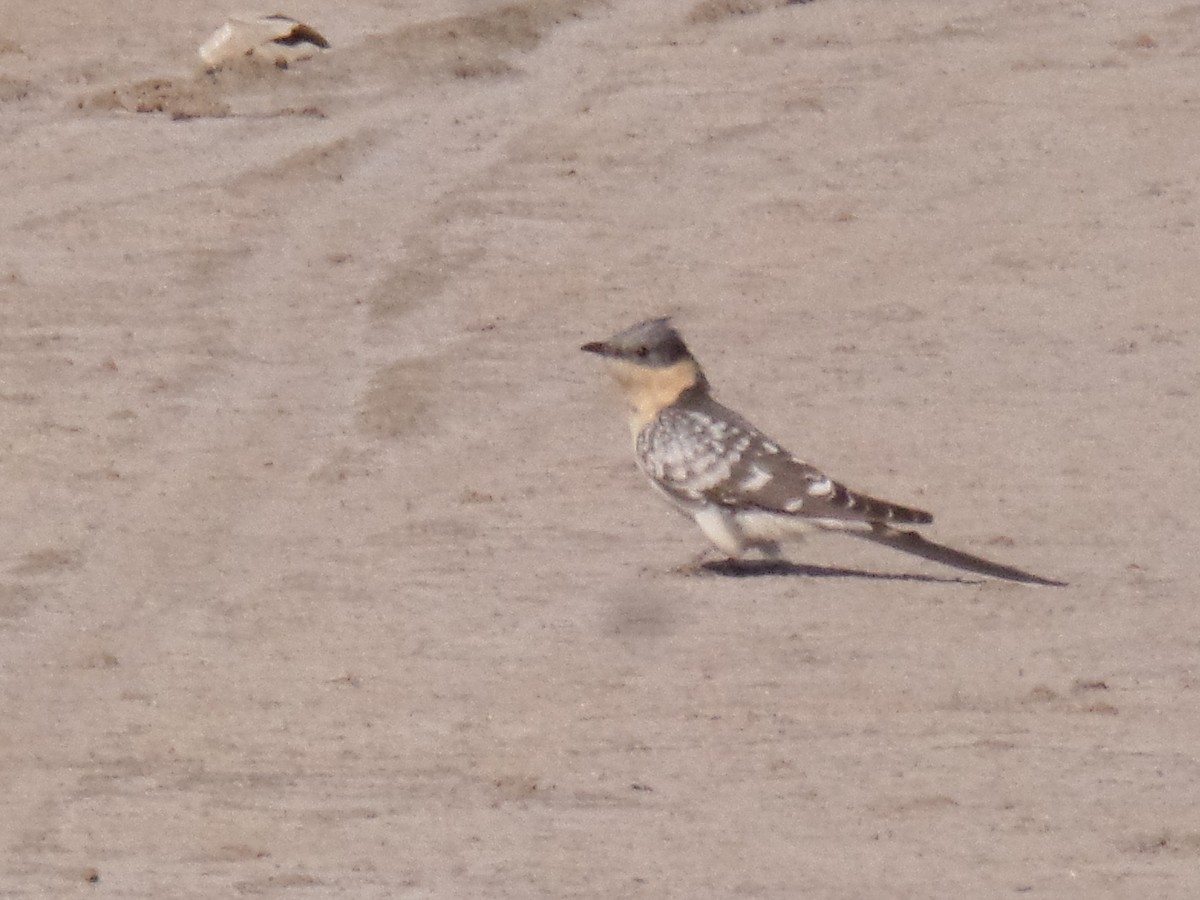 Great Spotted Cuckoo - ML429503381