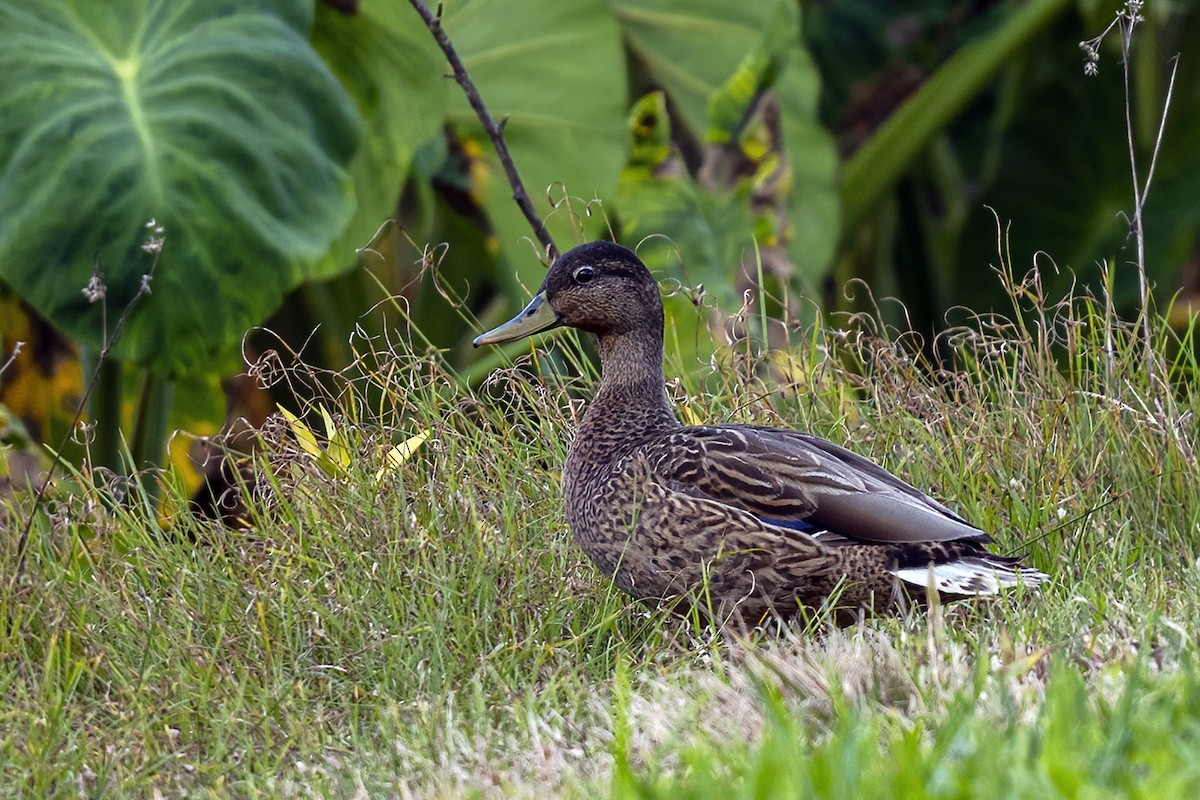 Hawaiian Duck - ML429506231