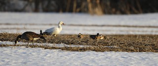 Snow Goose, ML42950711