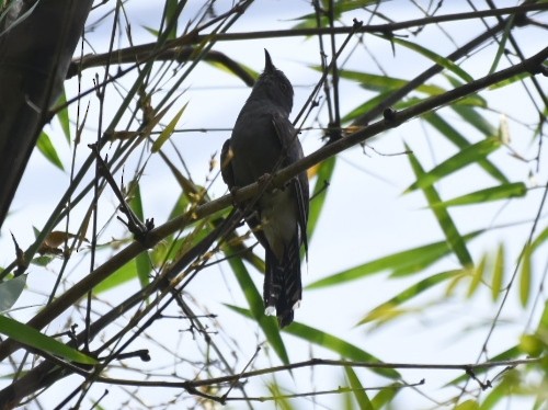 Gray-bellied Cuckoo - Dr. Ravi M