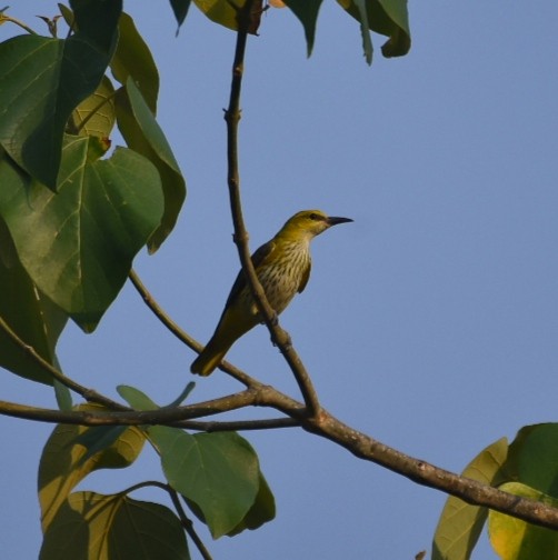 Indian Golden Oriole - ML429507531