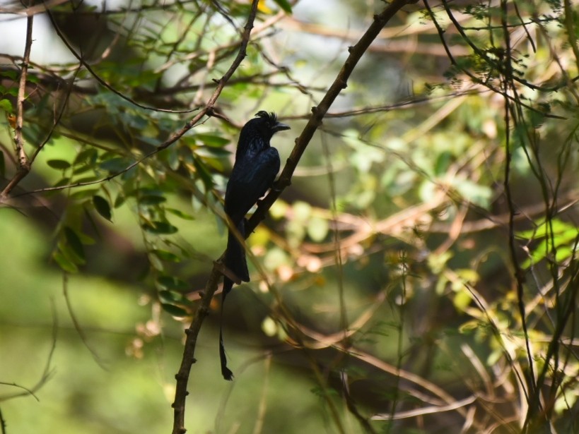 Greater Racket-tailed Drongo - ML429507561