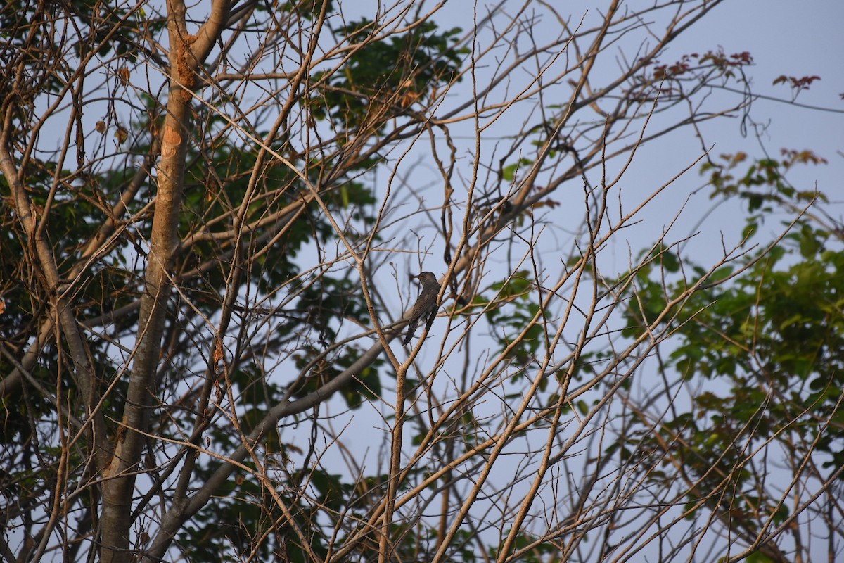 Gray-bellied Cuckoo - ML429507881