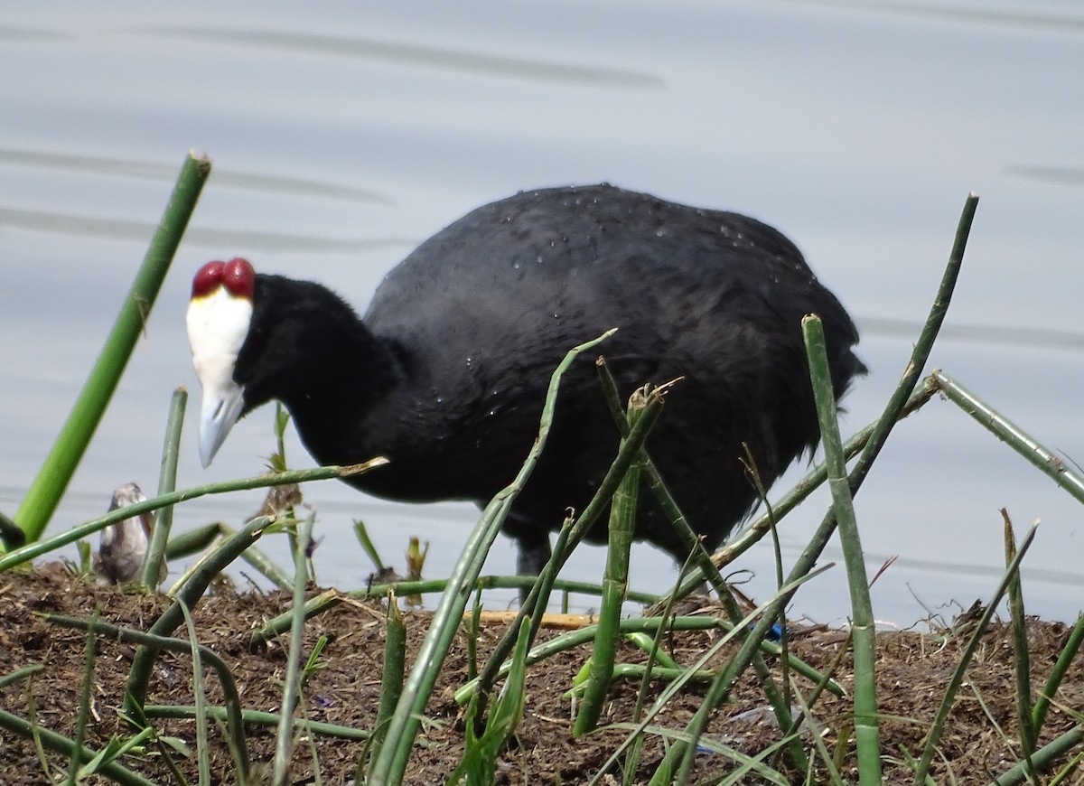 Red-knobbed Coot - ML429511651