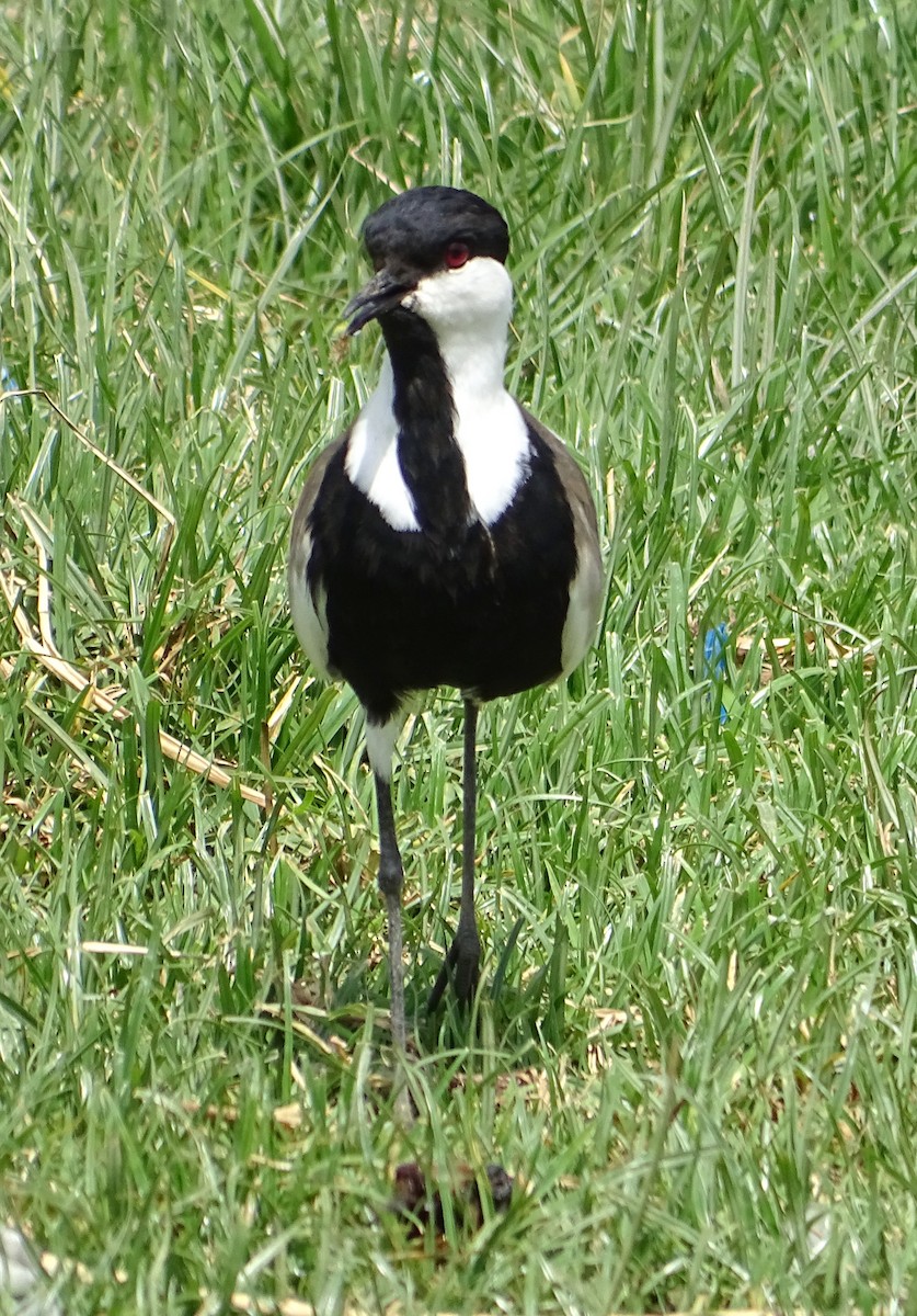 Spur-winged Lapwing - ML429511771