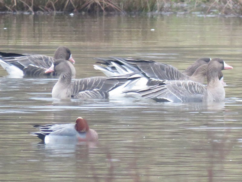 Greater White-fronted Goose (Eurasian) - Keith Robson