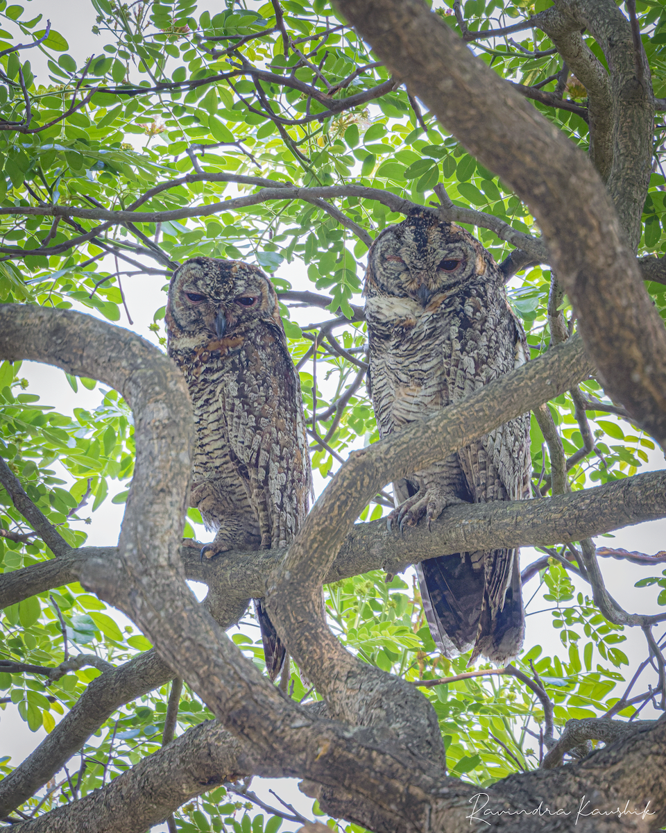 Mottled Wood-Owl - Ravindra Kaushik