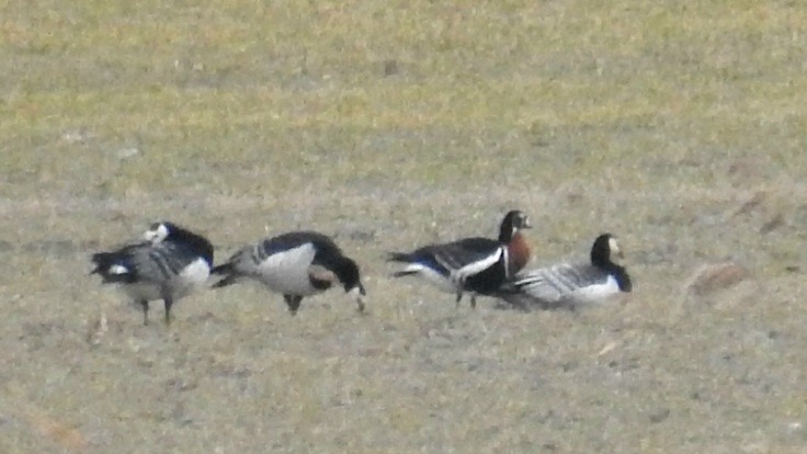 Red-breasted Goose - ML429527691