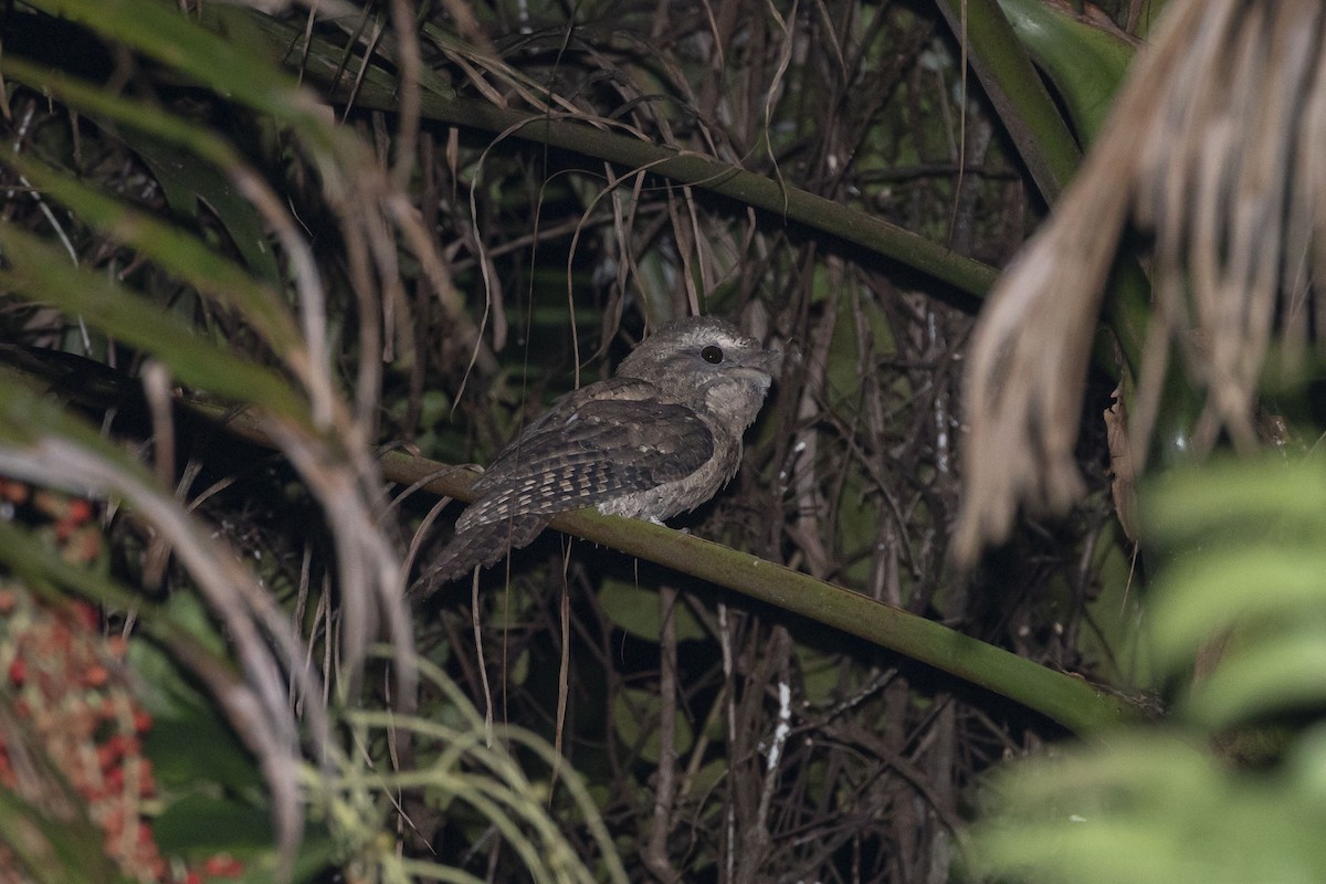 Marbled Frogmouth (Plumed) - ML429529981