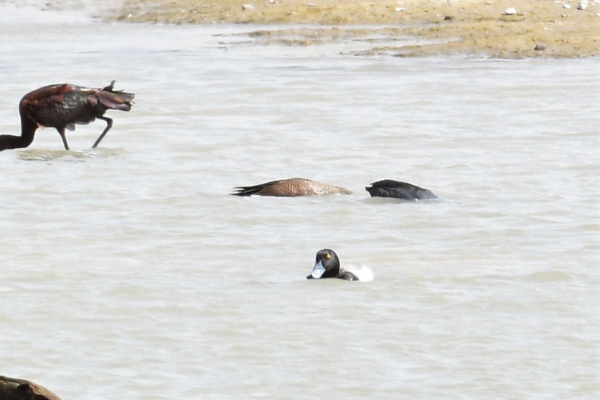 Greater Scaup - ML429532891