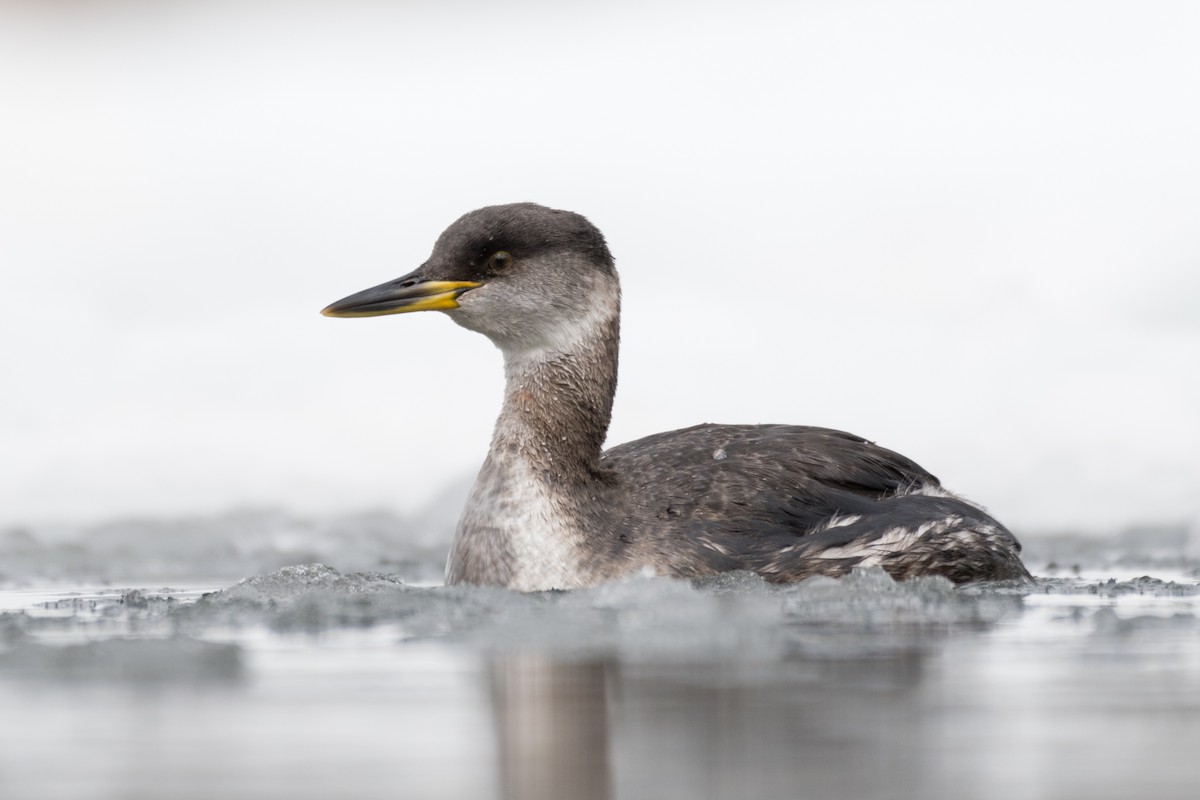 Red-necked Grebe - ML429536691