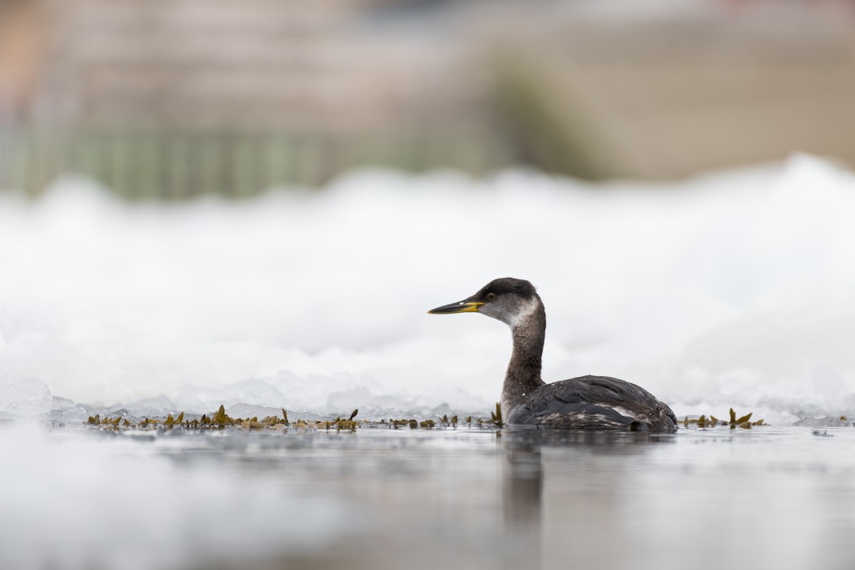 Red-necked Grebe - ML429536701