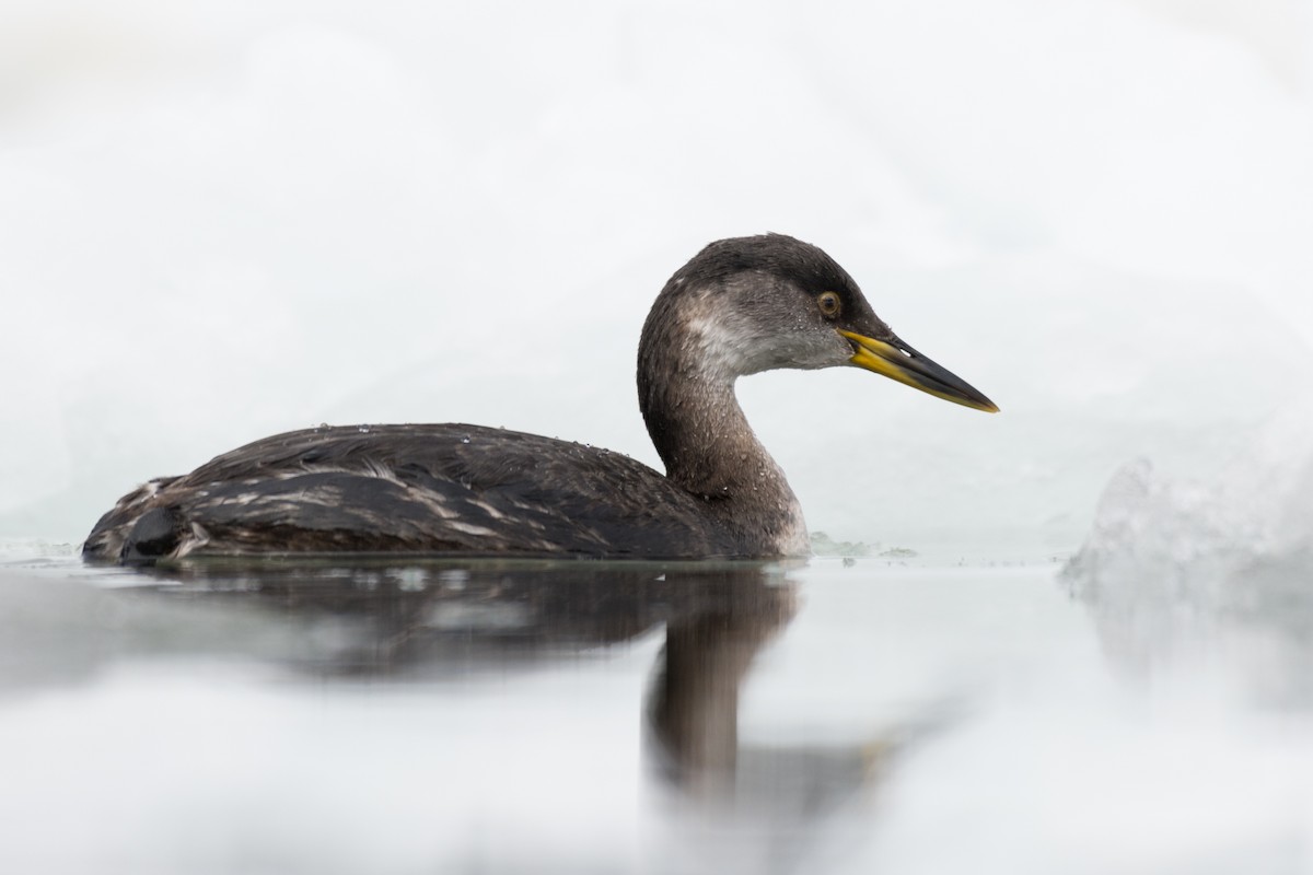 Red-necked Grebe - ML429536751