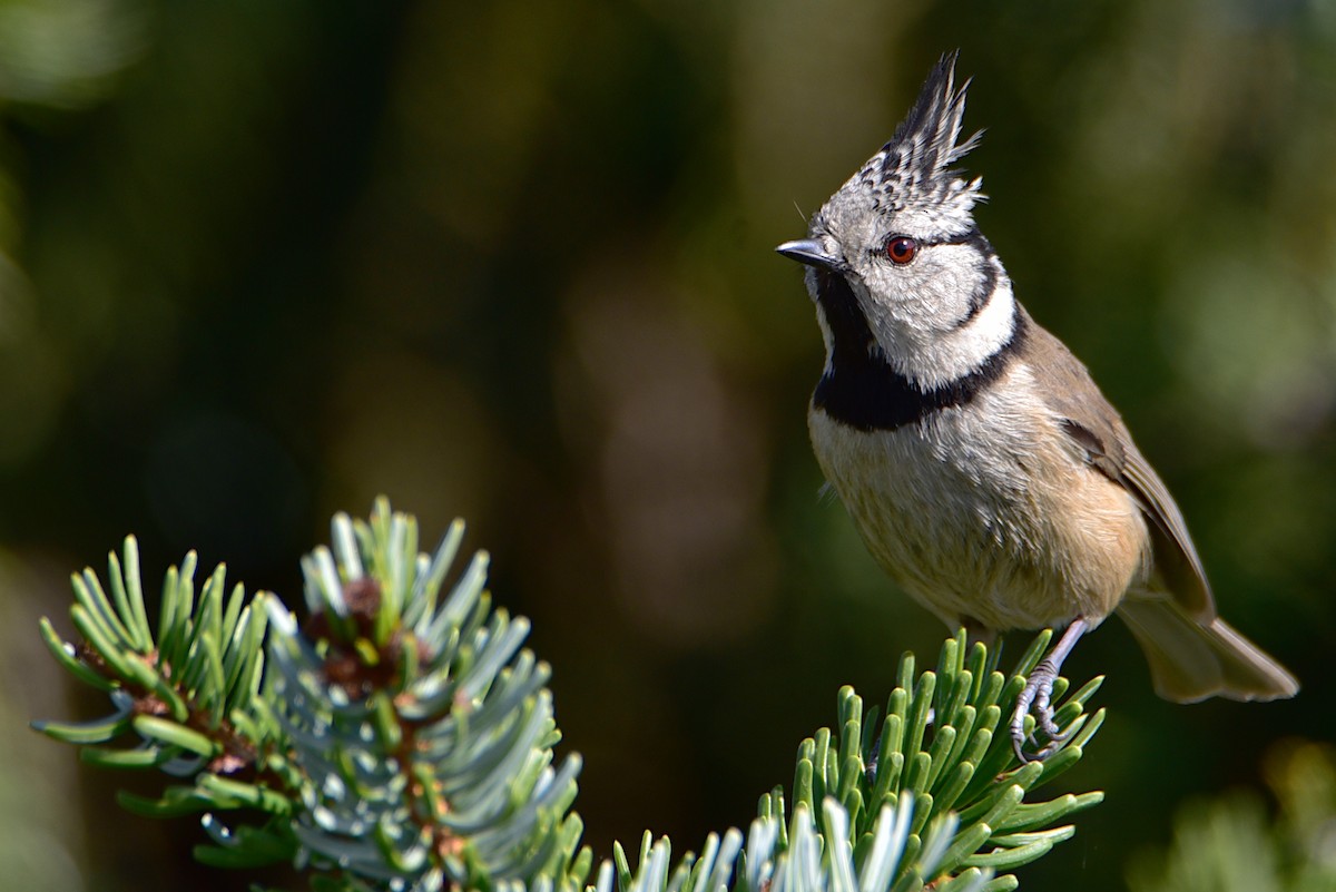 Crested Tit - ML429537091