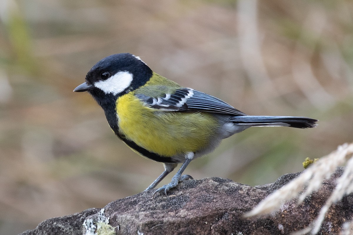 Green-backed Tit - Po-Wei Chi