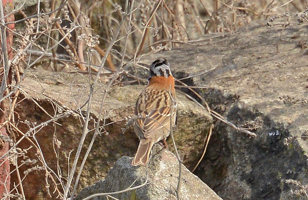 Rufous-collared Sparrow - ML429545691