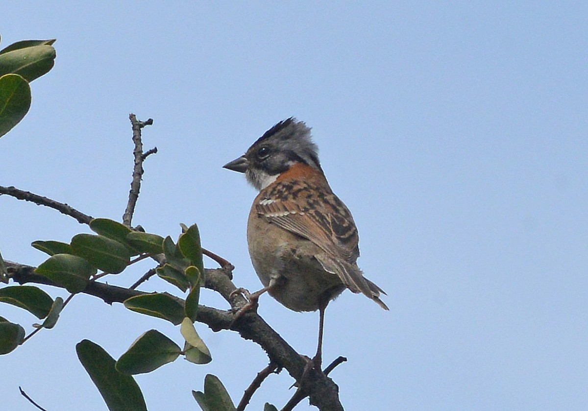 Rufous-collared Sparrow - ML429545701