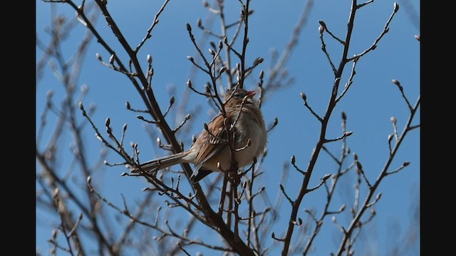 Field Sparrow - ML429550201