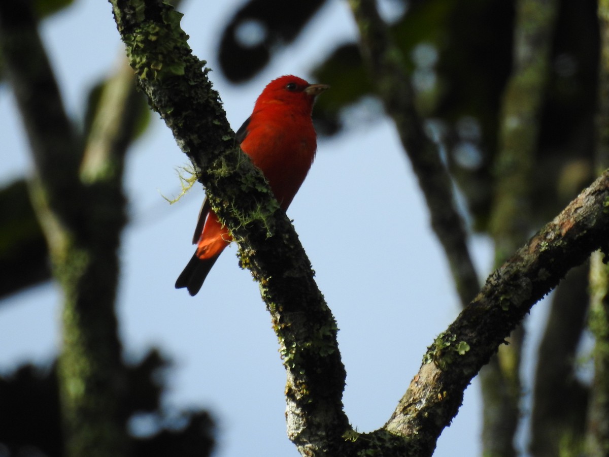 Scarlet Tanager - ML429550961
