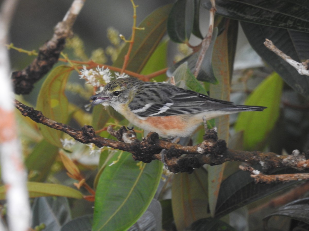 Bay-breasted Warbler - ML429551141