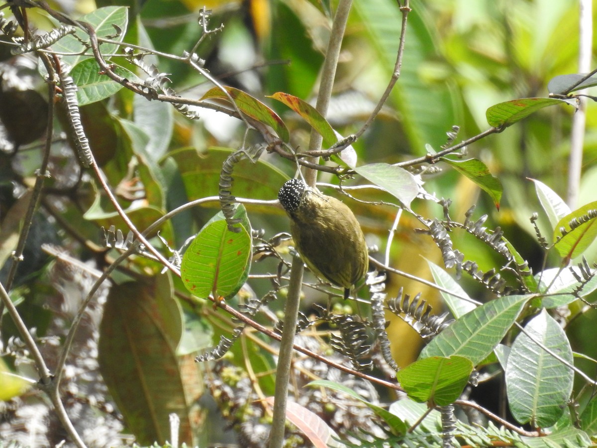 Olivaceous Piculet - ML429551311