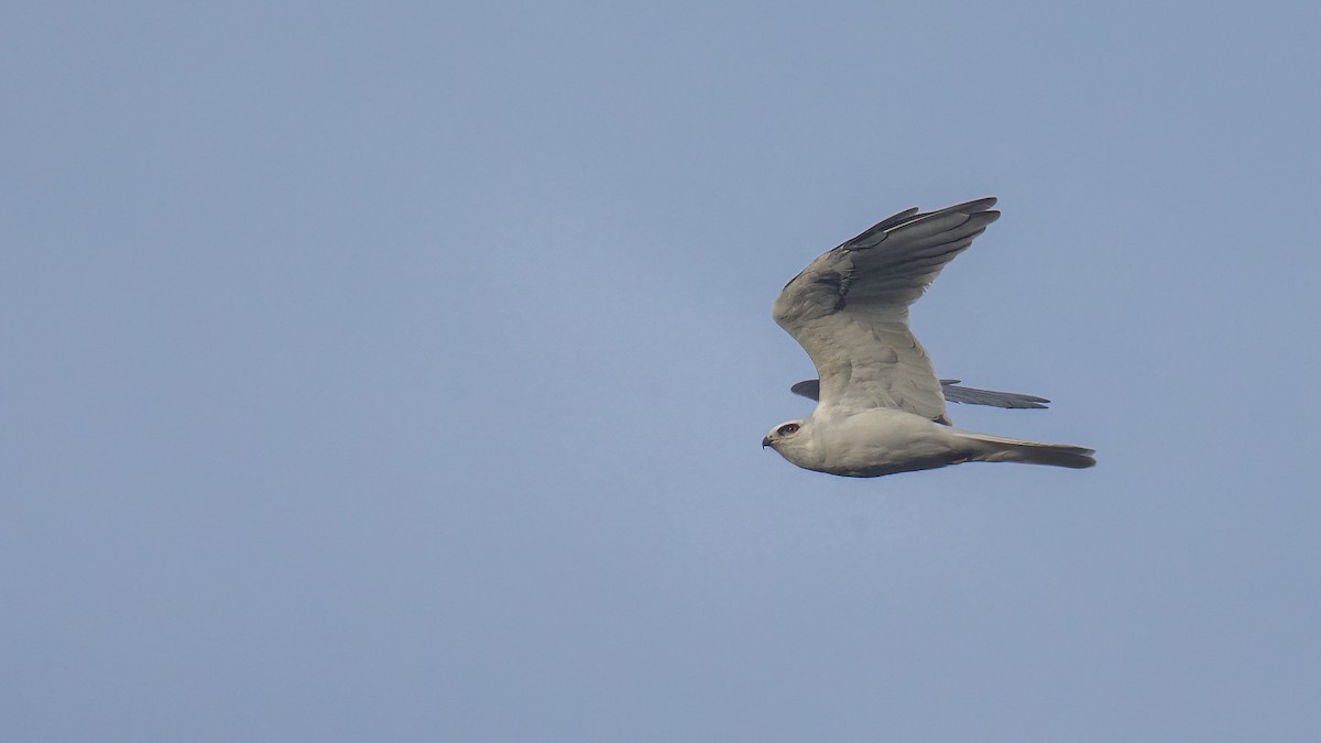 White-tailed Kite - Robert Tizard
