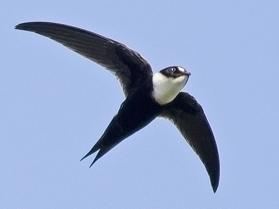 Lesser Swallow-tailed Swift - Caleb Putnam