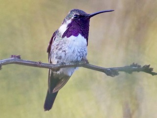  - Beautiful Hummingbird