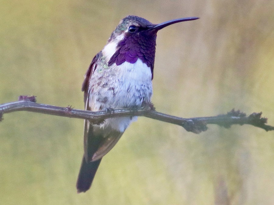 Beautiful Hummingbird - eBird