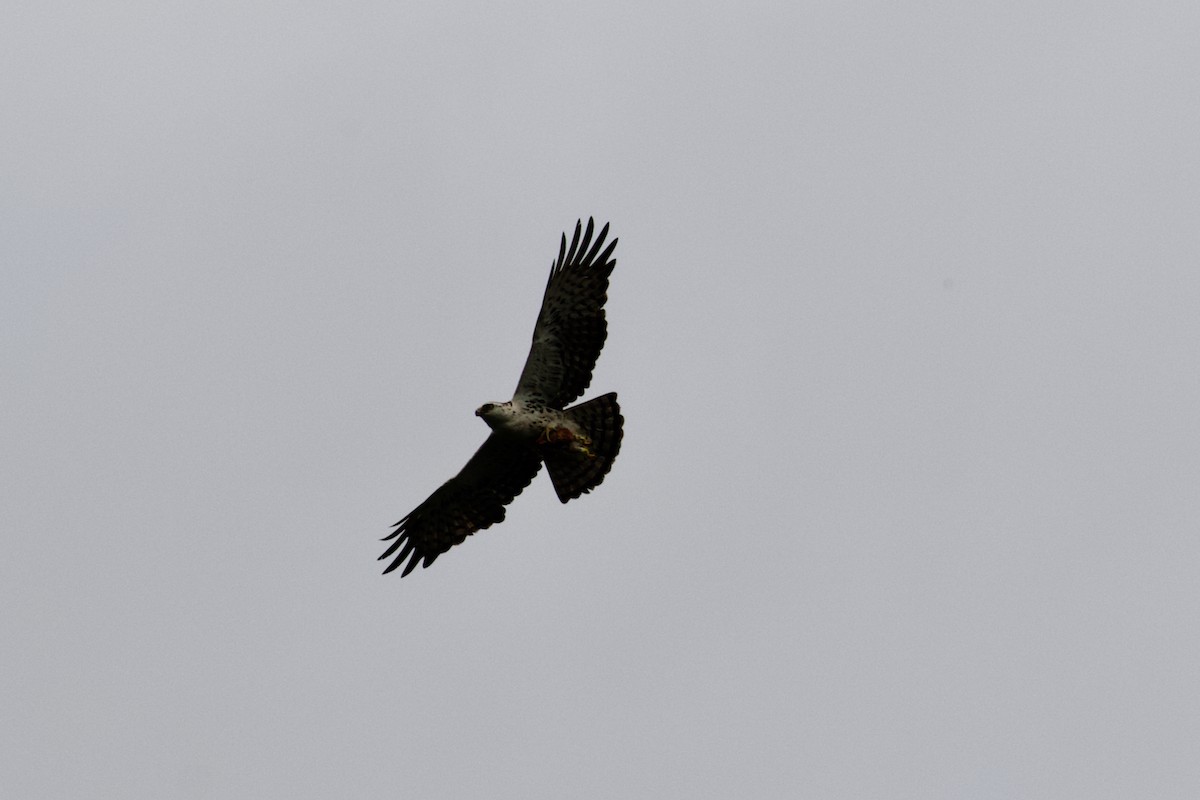 Ayres's Hawk-Eagle - Erik Groth-Andersen