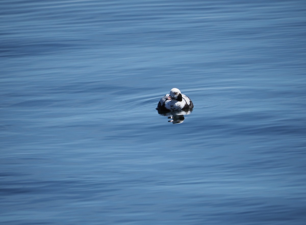 Long-tailed Duck - ML429579801