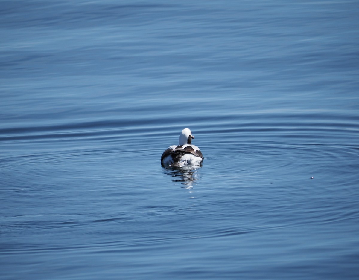 Long-tailed Duck - ML429579811